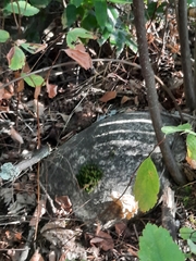 Plestiodon skiltonianus