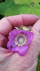 Rubus odoratus