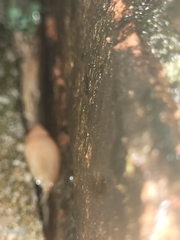 Euglandina rosea