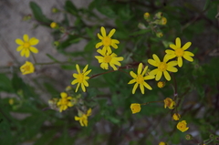 Senecio pinnatifolius