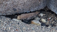 Dissosteira carolina