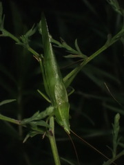 Neoconocephalus nebrascensis