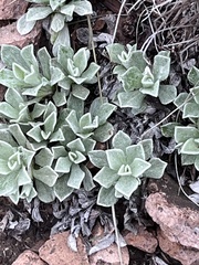 Antennaria
