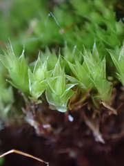Ptychostomum