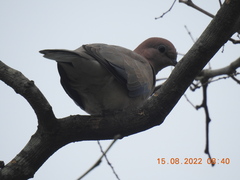 Streptopelia senegalensis