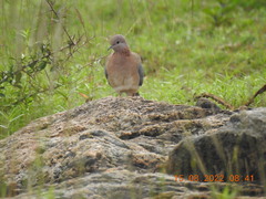 Streptopelia senegalensis