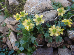 Ranunculus grayi
