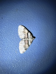 Xanthorhoe labradorensis