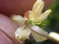 Ranunculus grayi
