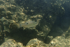 Lutjanus russellii