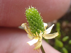 Ranunculus grayi