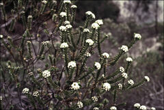Ozothamnus lycopodioides