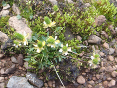 Ranunculus grayi