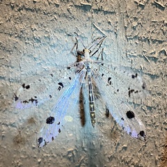 Dendroleon obsoletus