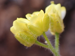 Draba