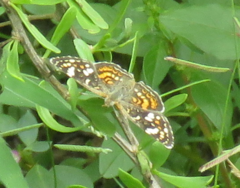 Phyciodes picta