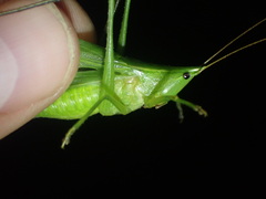 Neoconocephalus nebrascensis