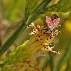 Neacoryphus bicrucis