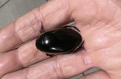 Dytiscus verticalis