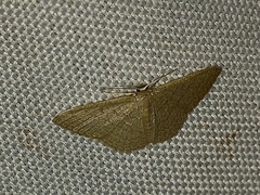 Sterrhinae