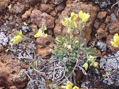 Draba