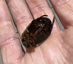 Dytiscus verticalis