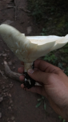 Russulaceae