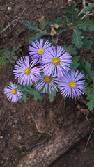 Erigeron speciosus