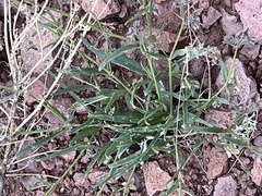 Pseudostellaria jamesiana