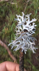 Evernia prunastri