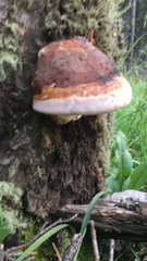 Fomitopsis