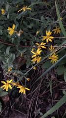 Heterotheca