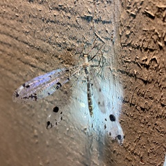 Dendroleon obsoletus