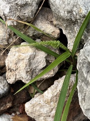 Setaria scheelei