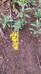 Solidago velutina