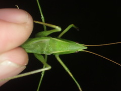 Neoconocephalus nebrascensis