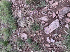 Pseudostellaria jamesiana