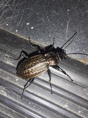 Carabus granulatus