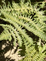 Pteridium aquilinum pubescens