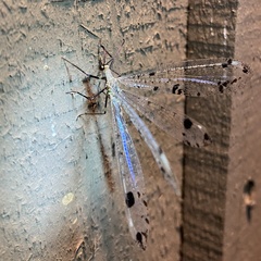 Dendroleon obsoletus