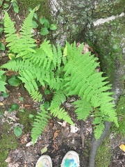 Dennstaedtia punctilobula