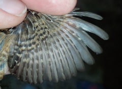 Cistothorus stellaris