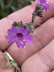 Pseudostellaria jamesiana