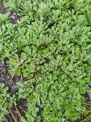 Antennaria