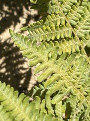 Pteridium aquilinum pubescens