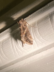 Chrysodeixis includens
