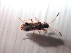 Pseudopachybrachius vinctus