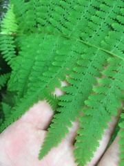 Dennstaedtia punctilobula