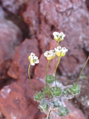 Draba