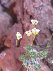 Draba